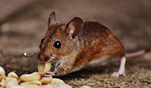 24 Hour & Emergency Exterminators in Ind Head Pk, IL